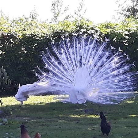 Pauwenstee Villa Stolwijk Dış mekan fotoğraf